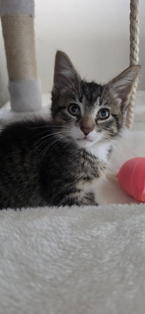 Rocky, an adoptable Domestic Short Hair in Hanover, PA