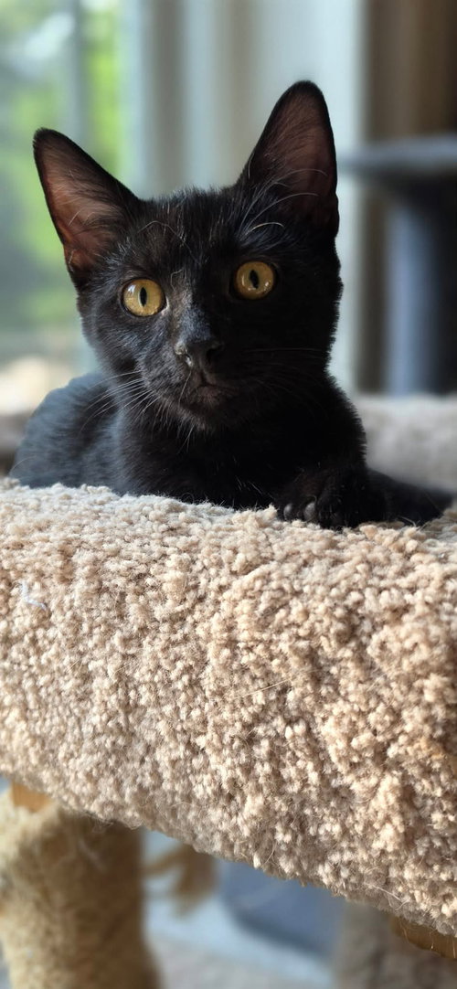 picture of the cat needing adoption