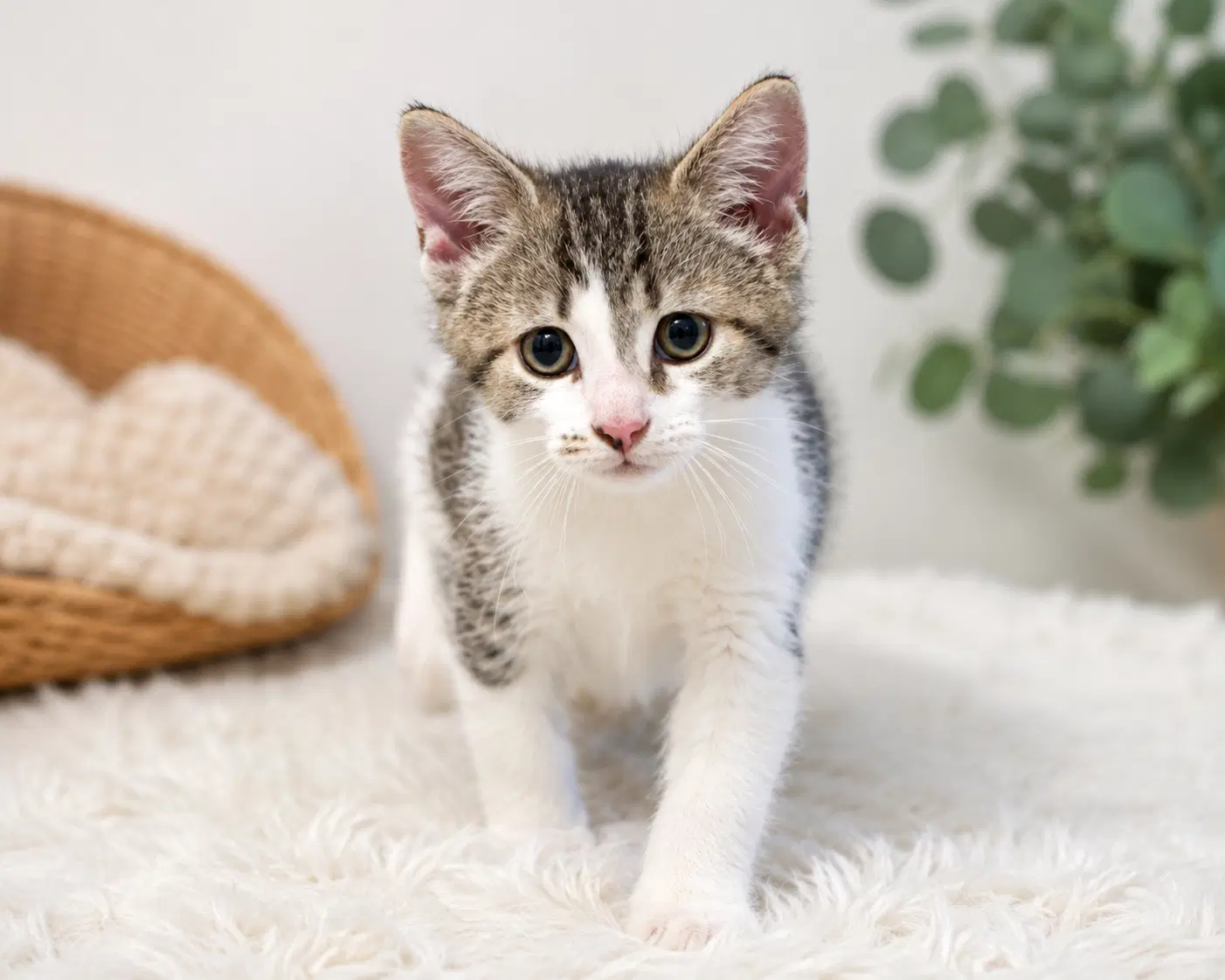 Ann - Domestic Short Hair