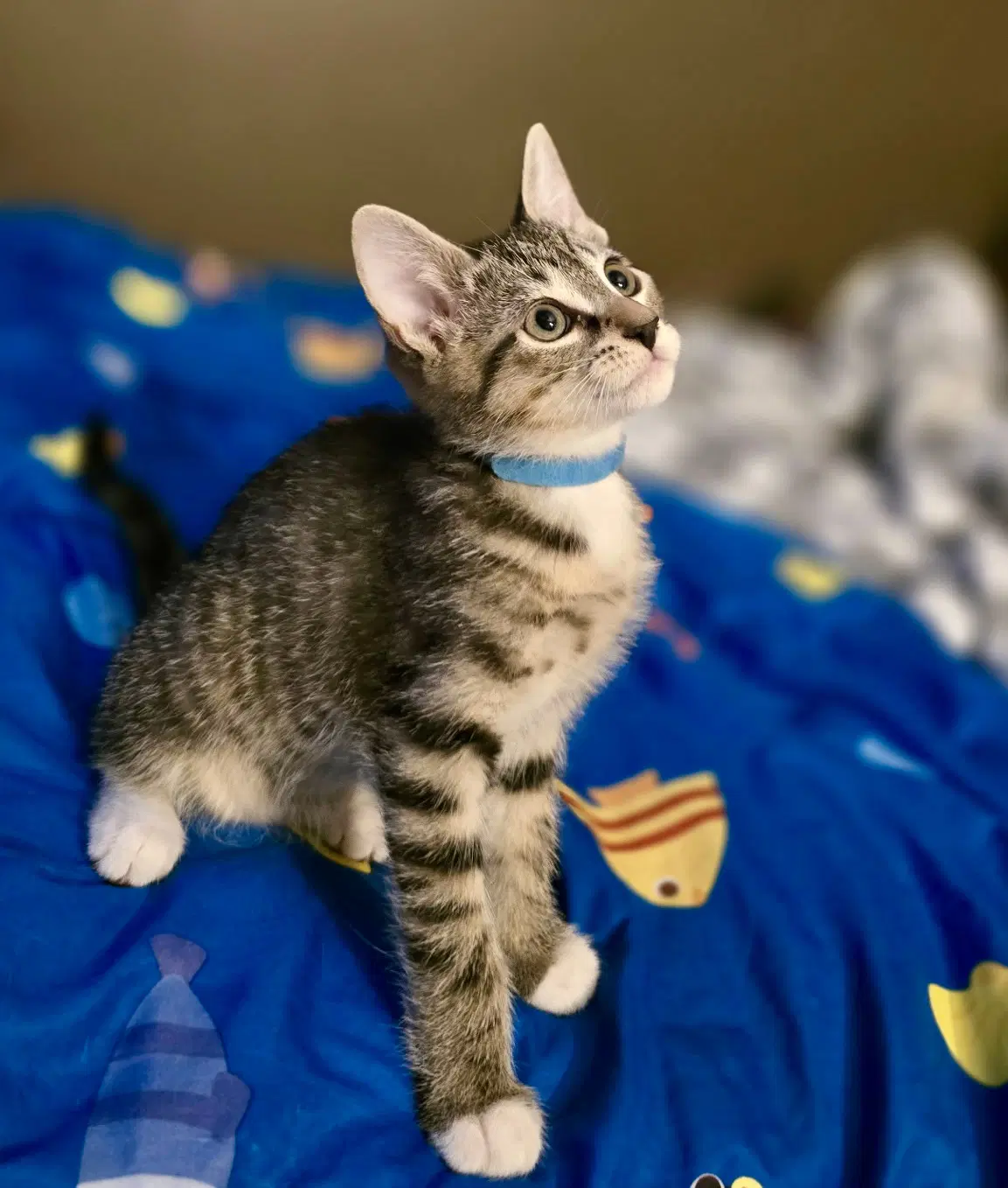 Link - Domestic Short Hair