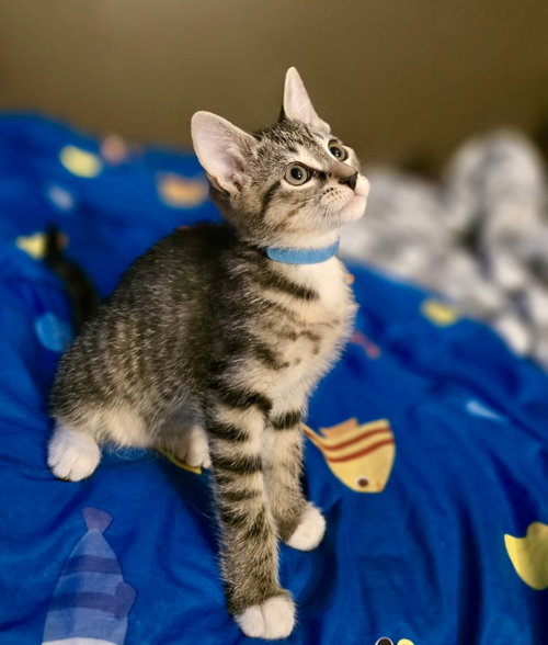 picture of the cat needing adoption