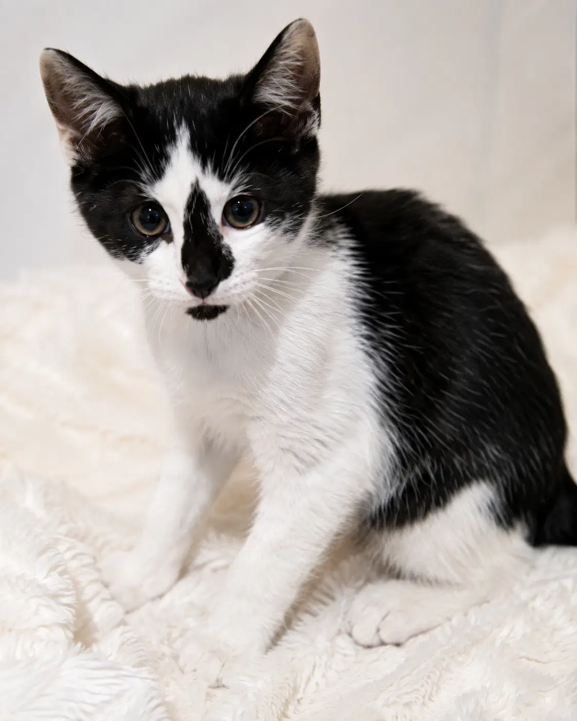 Loki - Domestic Short Hair