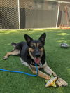 adoptable Dog in  named Bebe SJ