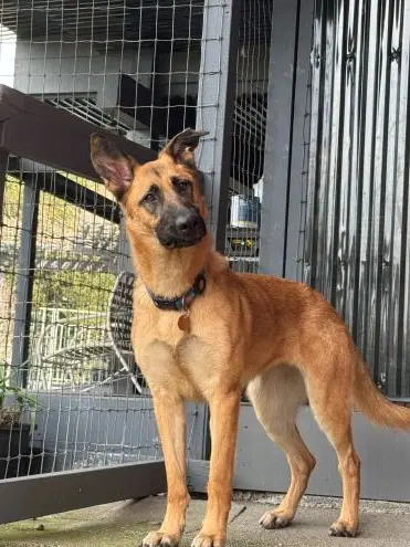 Ripley Sj - German Shepherd Dog