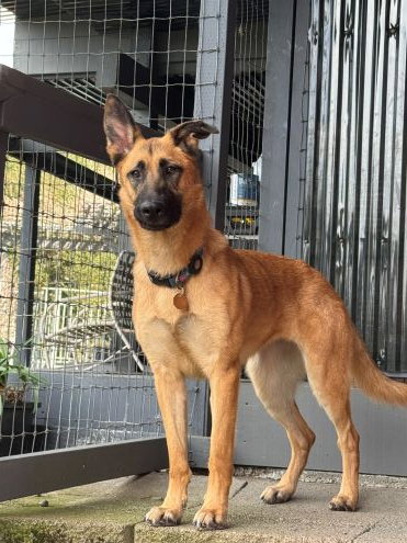 RIPLEY SJ - German Shepherd Dog available for adoption