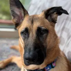 Ripley Sj image 2