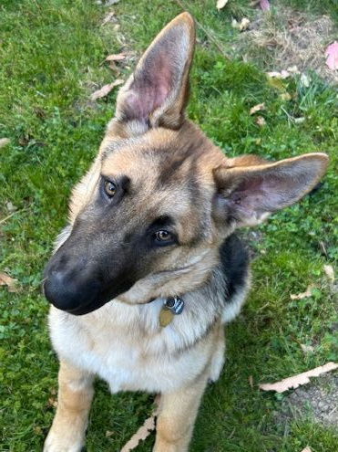 picture of the dog needing adoption