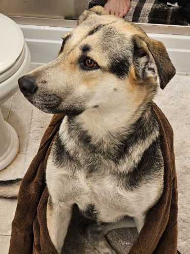 adoptable Dog in Cupertino, CA named Charlie S