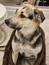 adoptable Dog in  named Charlie S