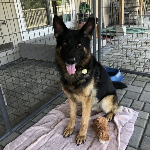 adoptable Dog in Cupertino, CA named Sammy S