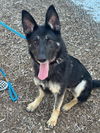 adoptable Dog in  named Myrtle