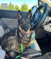adoptable Dog in  named Sabrina S