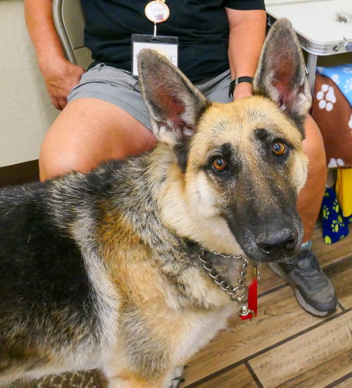 KENDALL - German Shepherd Dog available for adoption