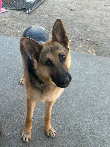 Josie C - German Shepherd Dog