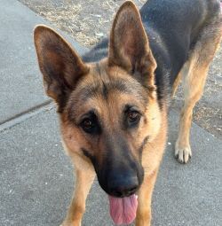 JOSIE C. - German Shepherd Dog available for adoption