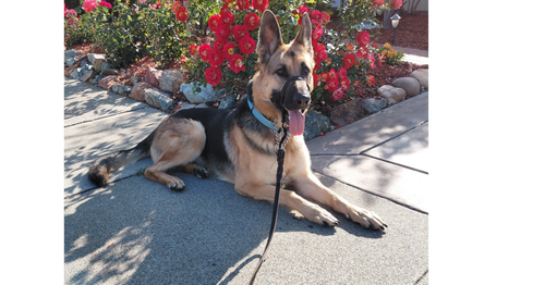 Josie C. photo 2