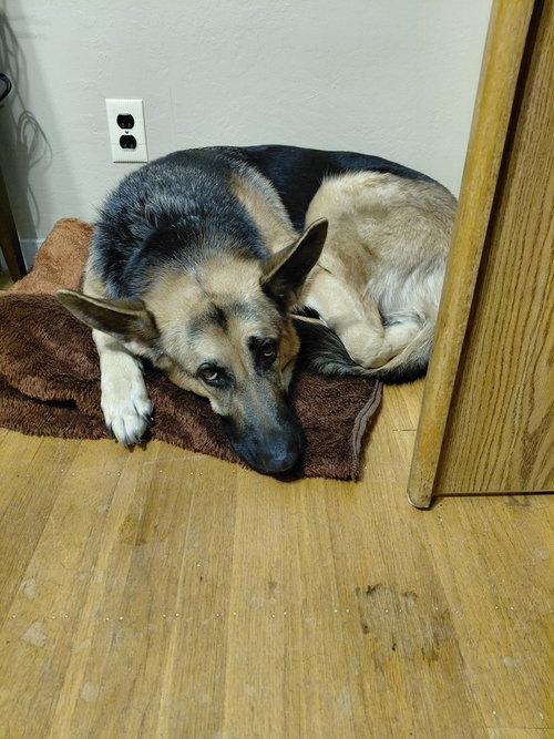 Josie C. photo 6