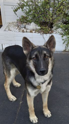 TYLER - German Shepherd Dog available for adoption