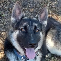 TYLER - German Shepherd Dog available for adoption