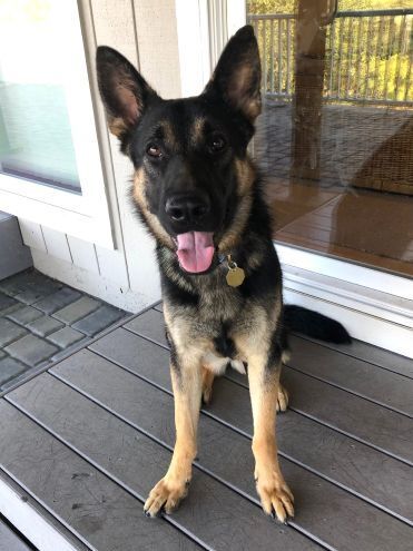 ACE - German Shepherd Dog available for adoption