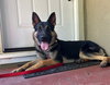 Ace - Photo 3