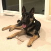 Ace - Photo 5