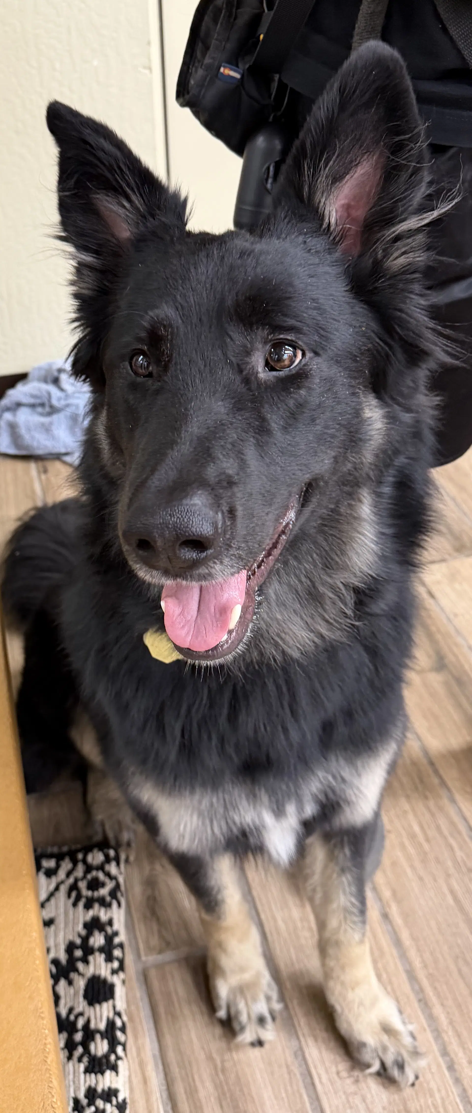 Scar Os - German Shepherd Dog