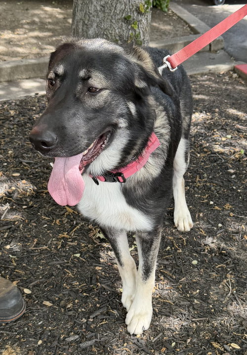 Athena, an adoptable German Shepherd Dog in Cupertino, CA
