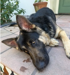 Oso
