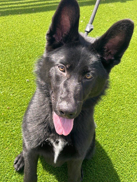 Charley, an adoptable German Shepherd Dog in Cupertino, CA