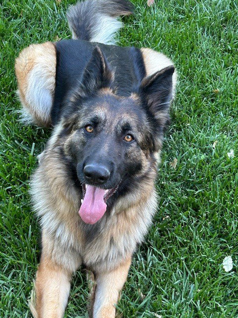 Akira, an adoptable German Shepherd Dog in Cupertino, CA
