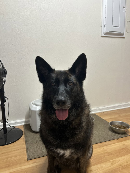 Mira (RWC), an adoptable German Shepherd Dog in Cupertino, CA