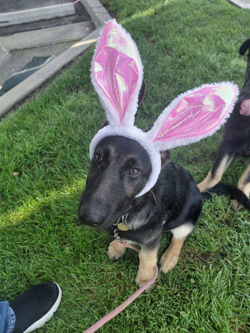 Phoenix, an adoptable German Shepherd Dog in Cupertino, CA