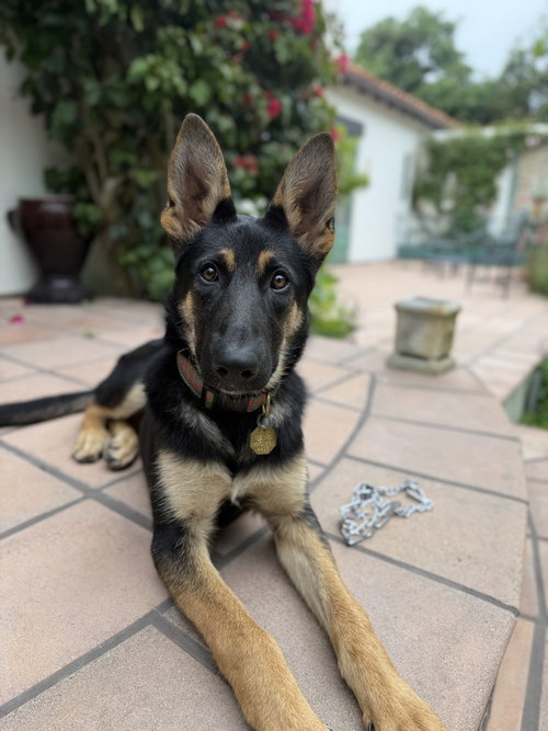 Sonora OAS, an adoptable German Shepherd Dog in Cupertino, CA