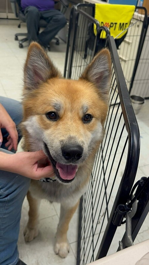 Starfox ST, an adoptable German Shepherd Dog in Cupertino, CA