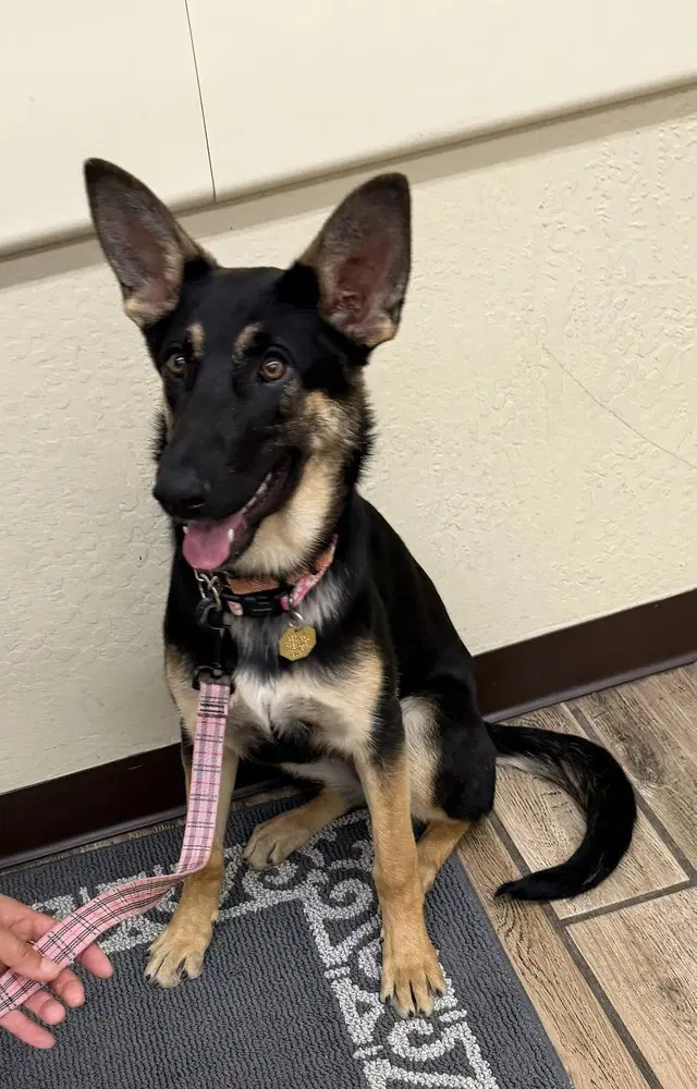 Tioga Oas - German Shepherd Dog