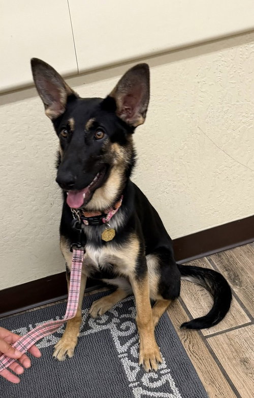 Tioga OAS, an adoptable German Shepherd Dog in Cupertino, CA