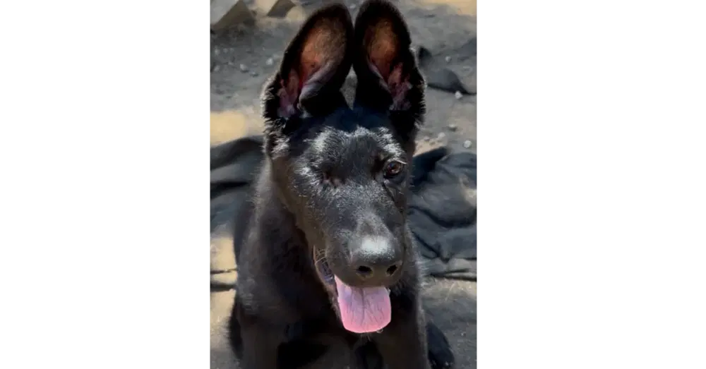Alastor - German Shepherd Dog