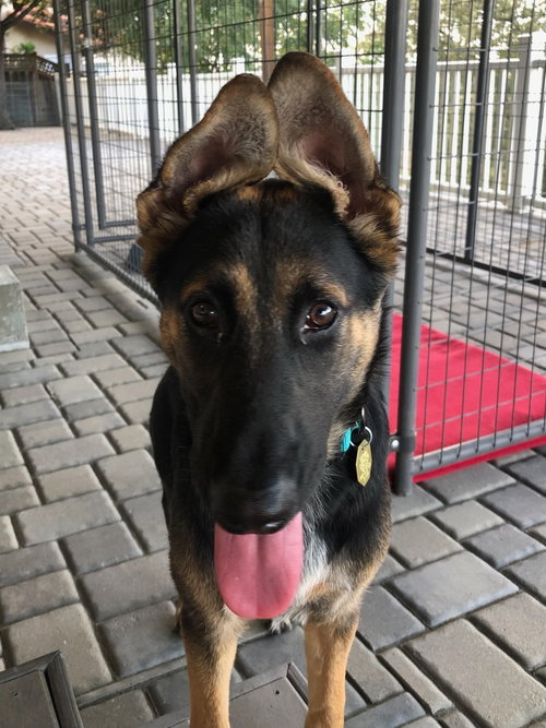 Callie, a dog for adoption from German Shepherd Rescue of Northern California