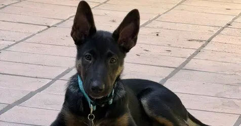 Cooper Oas image 2