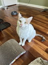 Nugget - Photo 1