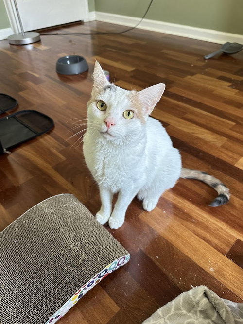 picture of the cat needing adoption