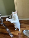 Nugget - Photo 2