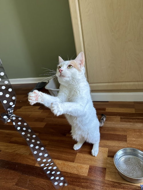 NUGGET - Domestic Short Hair available for adoption