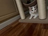 Nugget - Photo 3