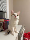 Nugget - Photo 1