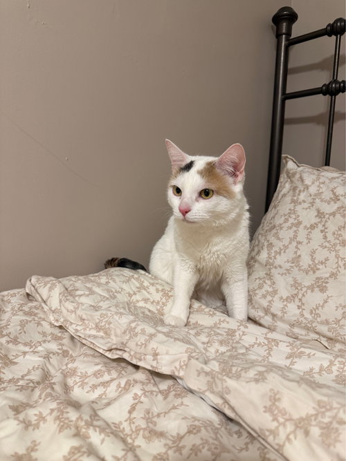 NUGGET - Domestic Short Hair available for adoption