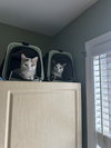 Moscato - Photo 4