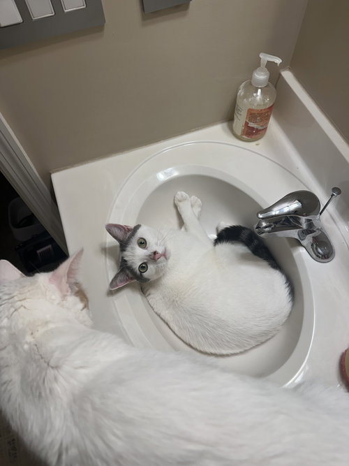 picture of the cat needing adoption
