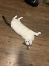 Moscato - Photo 2